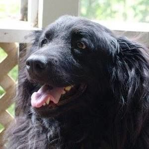 Meet your Posher, Joe